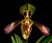 Paph. tigrinum